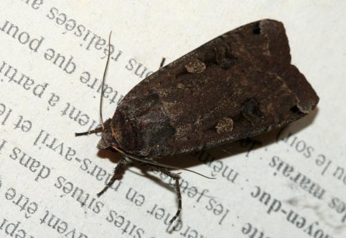 Noctua pronuba