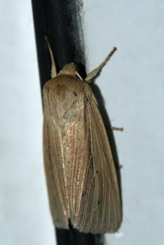 Réf. 46 392 : Mythimna sp.