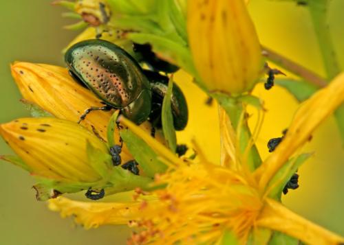 Réf. 46 058 : Chrysolina hyperici