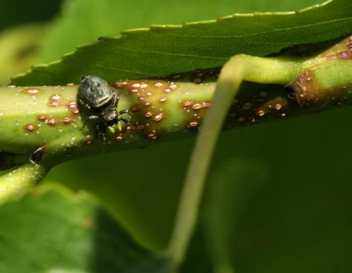 Réf. 46 312 : Heliophanus auratus