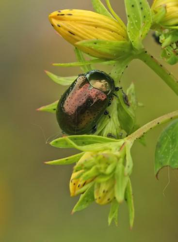 Réf. 46 059 : Chrysolina hyperici