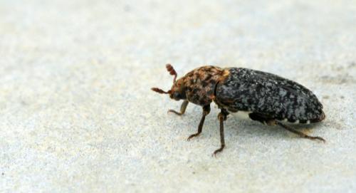 Réf. 46 102 : Dermestes undulatus
