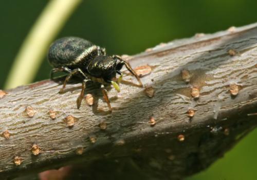 Réf. 46 302 : Heliophanus sp.