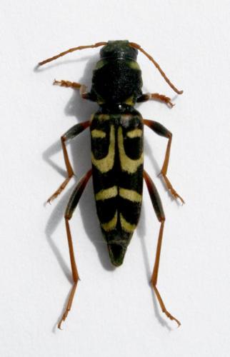 Xylotrechus arvicola