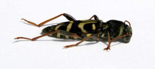 Xylotrechus arvicola