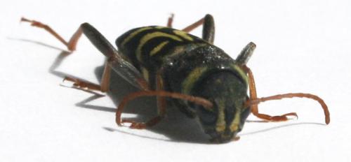 Xylotrechus arvicola