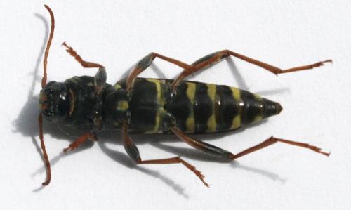 Xylotrechus arvicola