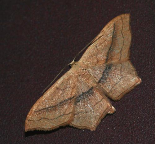 Réf. 46 191 : Scopula imitaria