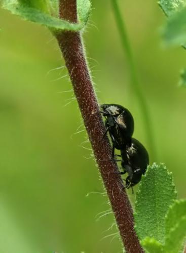 Coptosoma scutellatum