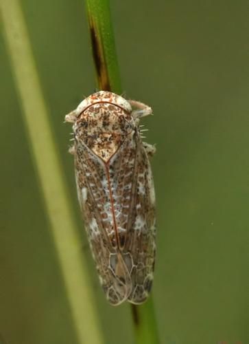 Allygus modestus