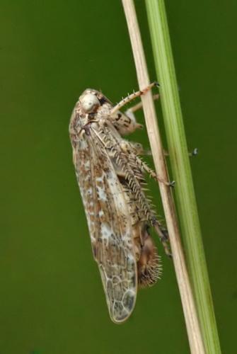 Allygus modestus