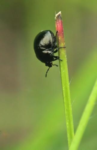 Coptosoma scutellatum