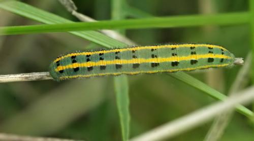 Colias alfacariensis