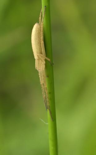 Réf. 46 243 : Tibellus sp.