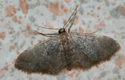 Idaea seriata