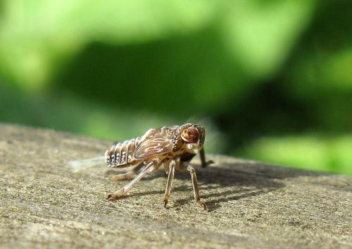 Issus coleoptratus