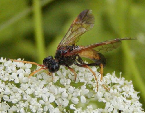 Réf. 46 864 : Tenthredo campestris