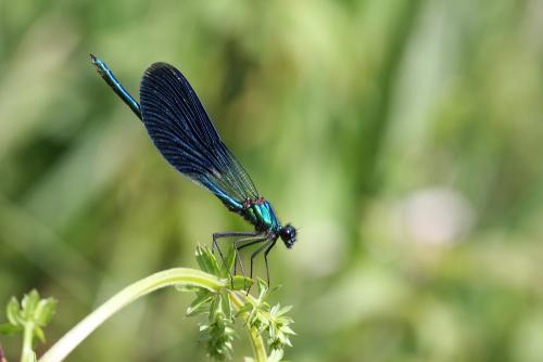 Réf. 46 425 : Calopteryx splendens