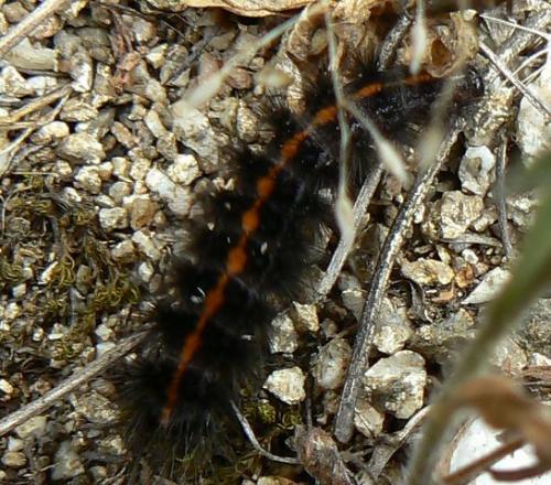 Phragmatobia luctifera
