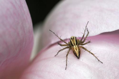 Réf. 46 367 : Oxyopes sp.