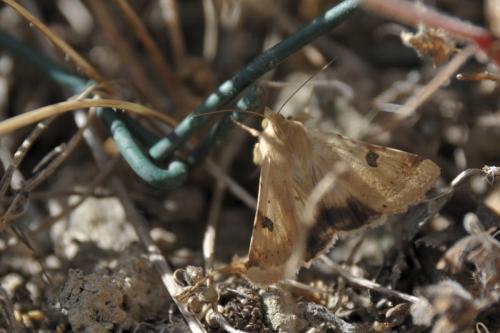 Réf. 46 545 : Heliothis peltigera