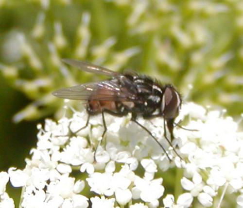 Réf. 46 051 : Graphomya maculata