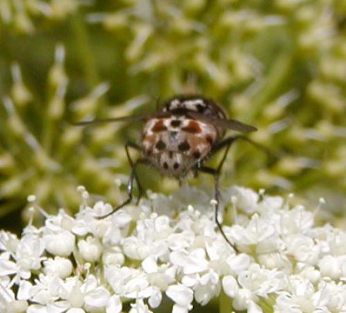 Réf. 46 052 : Graphomya maculata