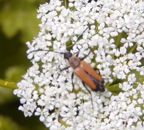 Stictoleptura fulva