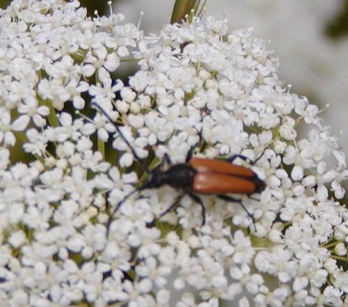 Stictoleptura fulva
