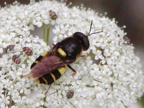 Stratiomys potamida
