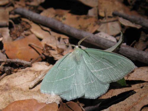 Hemistola chrysoprasaria