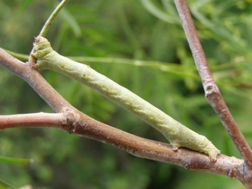 Réf. 46 608 : Ascotis selenaria