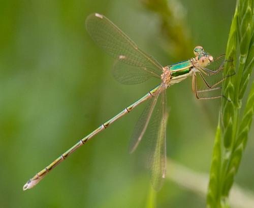 Lestes barbarus