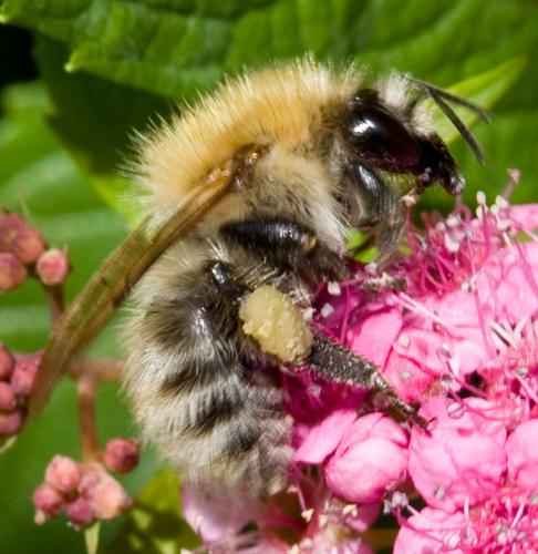 Bombus sp.