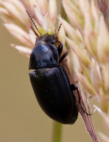 Amara sp.