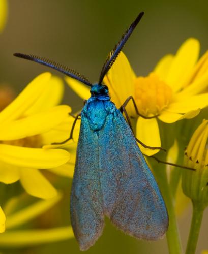 Réf. 46 401 : Adscita sp.