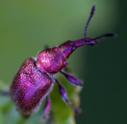 Réf. 46 403 : Rhynchites auratus