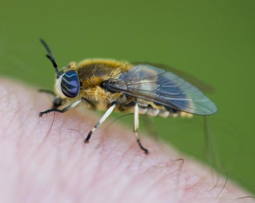 Heptatoma pellucens