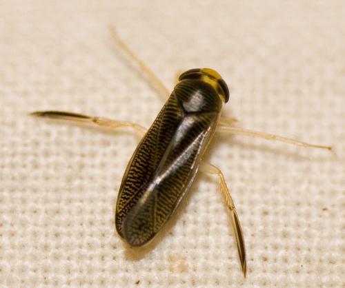 Sigara sp.