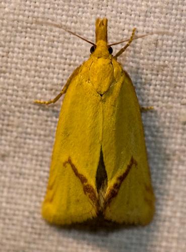 Réf. 46 487 : Agapeta hamana
