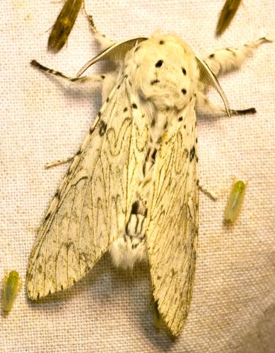Cerura erminea