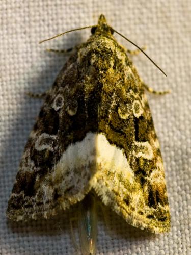 Réf. 46 535 : Deltote pygarga