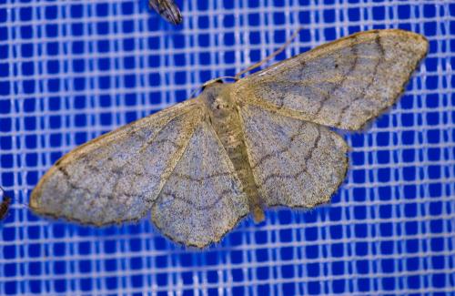 Idaea aversata