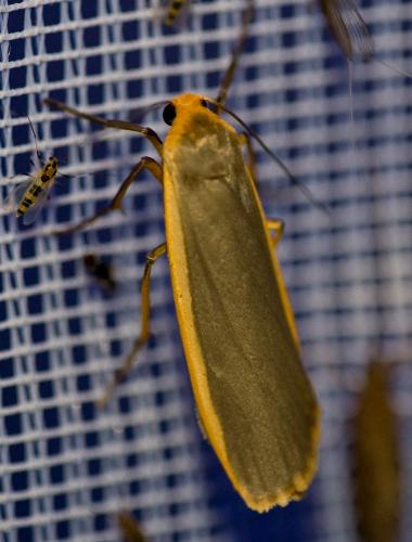 Eilema lurideola