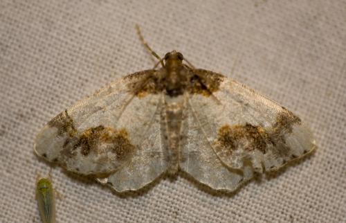 Réf. 46 536 : Ligdia adustata