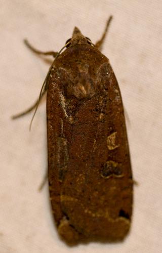 Noctua pronuba