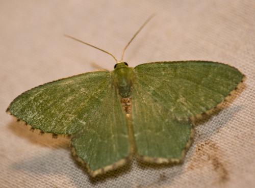 Réf. 46 490 : Hemithea aestivaria