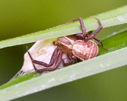 Xysticus ulmi