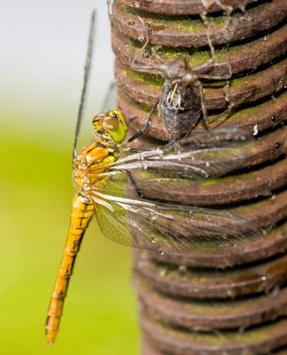 Sympetrum sanguineum