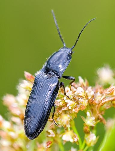 Réf. 46 416 : Hemicrepidius sp.